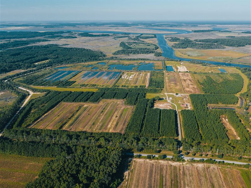 Little Edisto Farm : Edisto Island : Charleston County : South Carolina