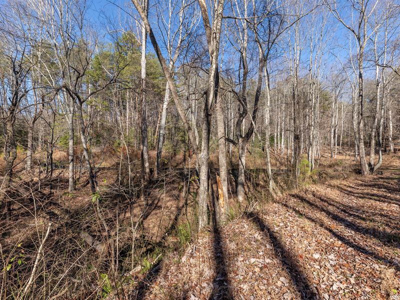 Huge Private Wooded Mountain Lot : Ellijay : Gilmer County : Georgia