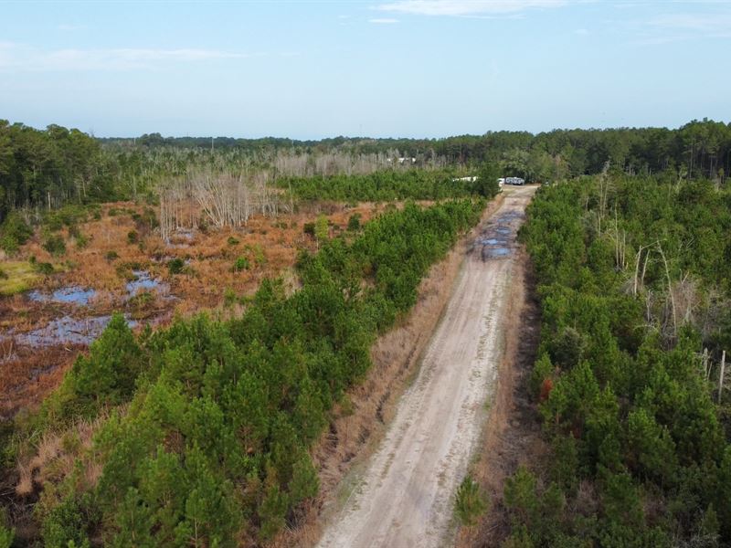 Briar Patch Tract : Townsend : McIntosh County : Georgia