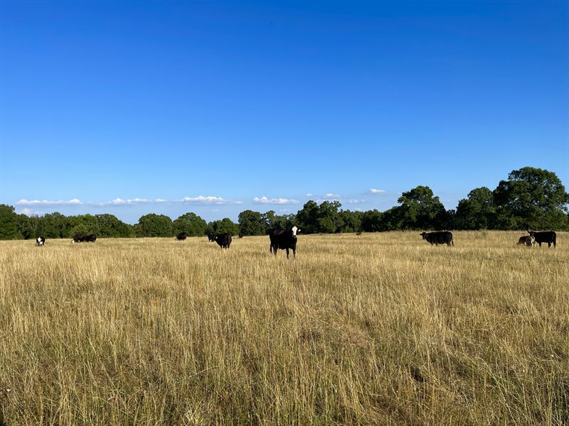 Farm for Sale in Southern Missouri : Dora : Douglas County : Missouri