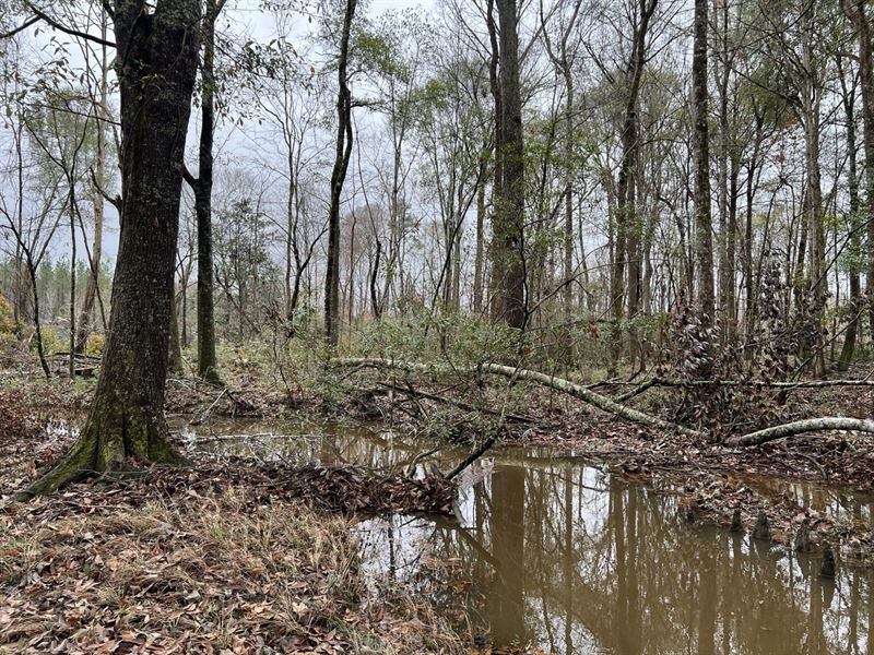 Jackson Creek Tract : Grady : Montgomery County : Alabama