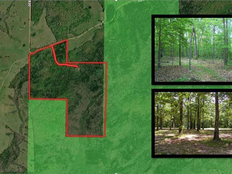 Bordering National Forest : Thornfield : Ozark County : Missouri