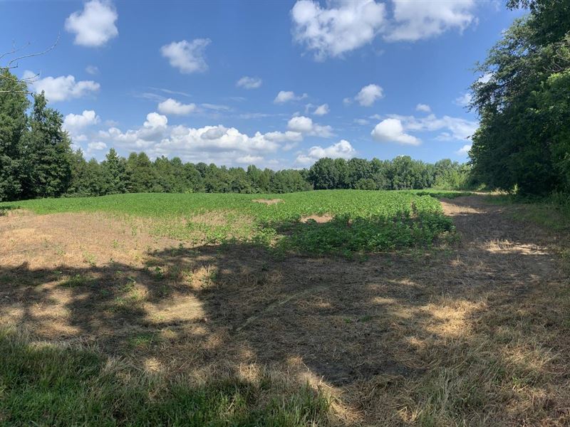 70 Acres Off Archie Yokeley Road : Wallburg : Davidson County : North Carolina