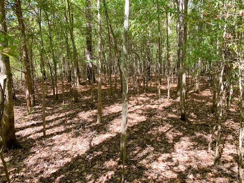 157 Acres, CR 817, T-2 : Nacogdoches : Nacogdoches County : Texas