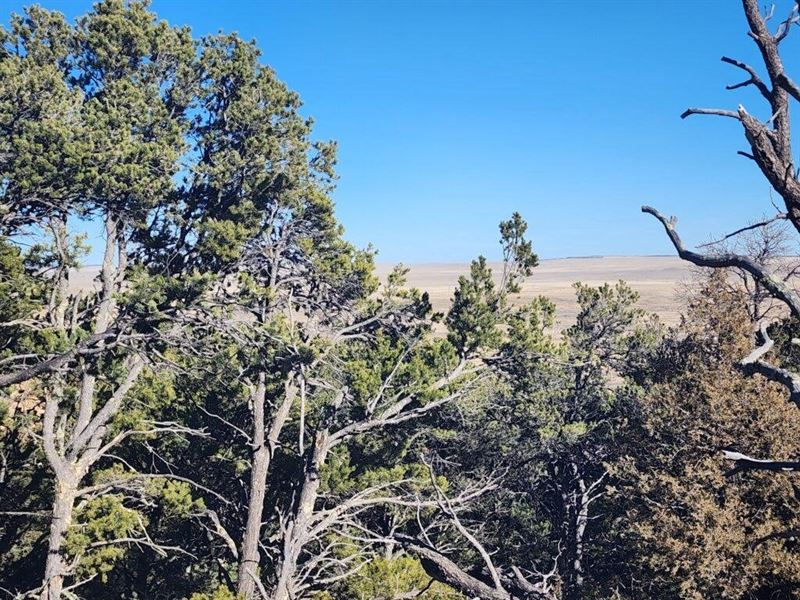 36 Rugby Ranch : Aguilar : Las Animas County : Colorado
