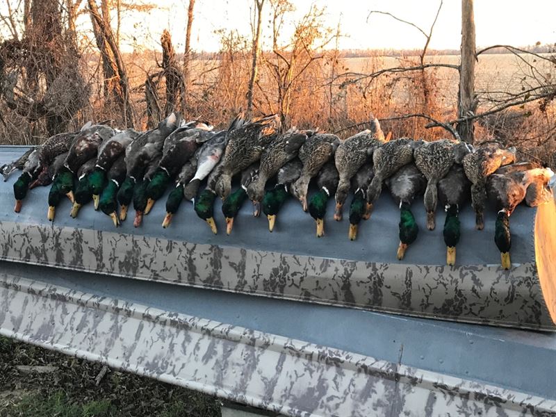 One Equity Share At Float Road Hunt : Holcomb : Grenada County : Mississippi