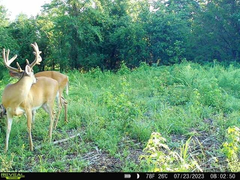 239 Acres in Rose Bud : Rose Bud : White County : Arkansas