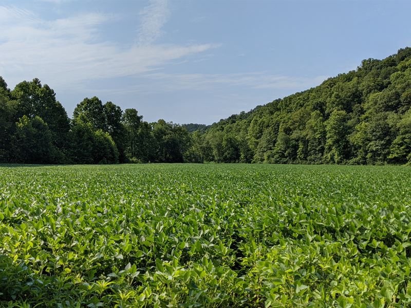 Hocking Hills Land Near Tar Hollow : Laurelville : Hocking County : Ohio