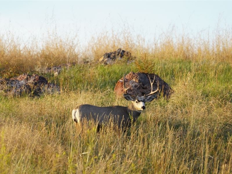 South Ash Creek Road Land : Ranchester : Sheridan County : Wyoming