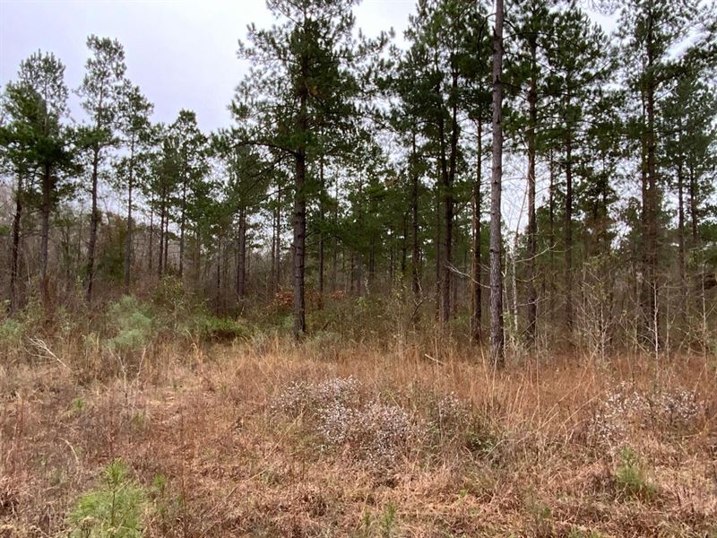 Posey Webb Camp Road, Tract D, LA : Jena : La Salle Parish : Louisiana