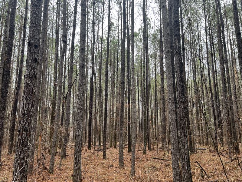 45 Acres Columbiana AL : Columbiana : Shelby County : Alabama