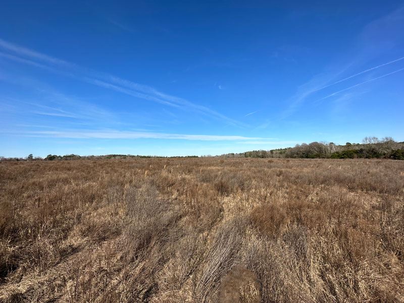 33.624 Acres, Open : Hephzibah : Richmond County : Georgia