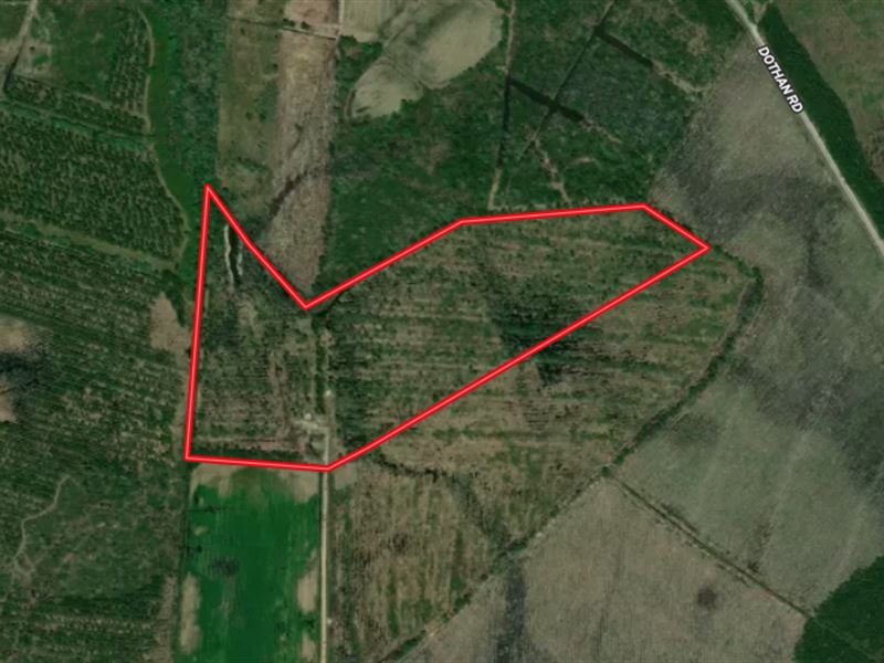 Reduced, 31 Acre Turnkey Hunting : Tabor City : Columbus County : North Carolina