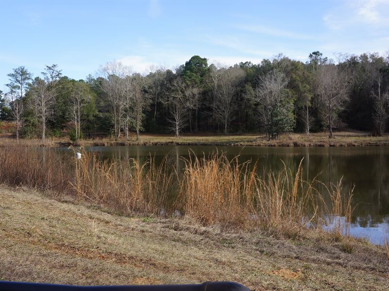 Beautiful Land with 3 Acre Pond : Midland City : Dale County : Alabama