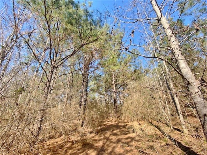 90 Wooded Acres with Good Road Fron : Kentwood : Tangipahoa Parish : Louisiana