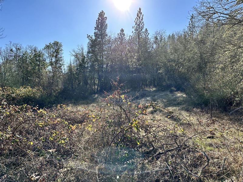 Upper Powell Creek Rd : Williams : Josephine County : Oregon