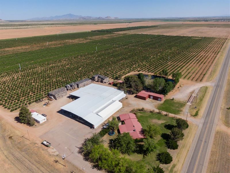 Briggs & Eggers Orchards : Willcox : Graham County : Arizona