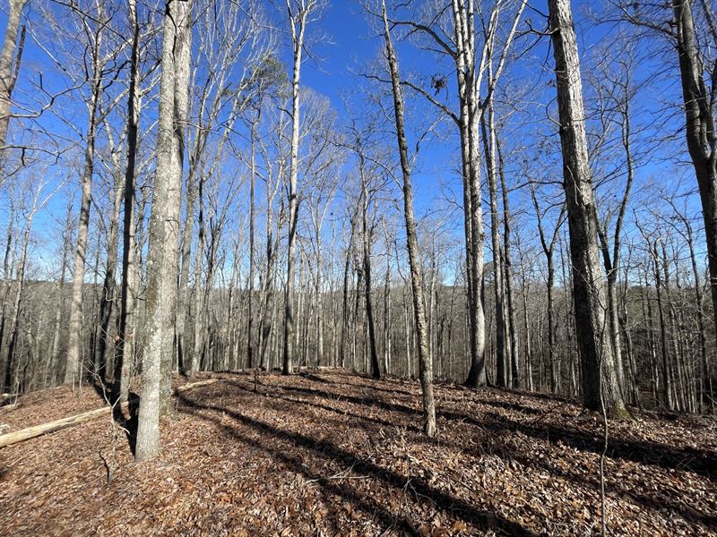 Messiers Creek 47 Acres : Grantville : Coweta County : Georgia