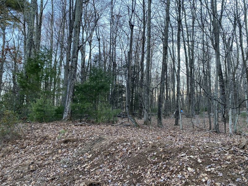 Spacious Wooded Building Lot : Mamakating : Sullivan County : New York