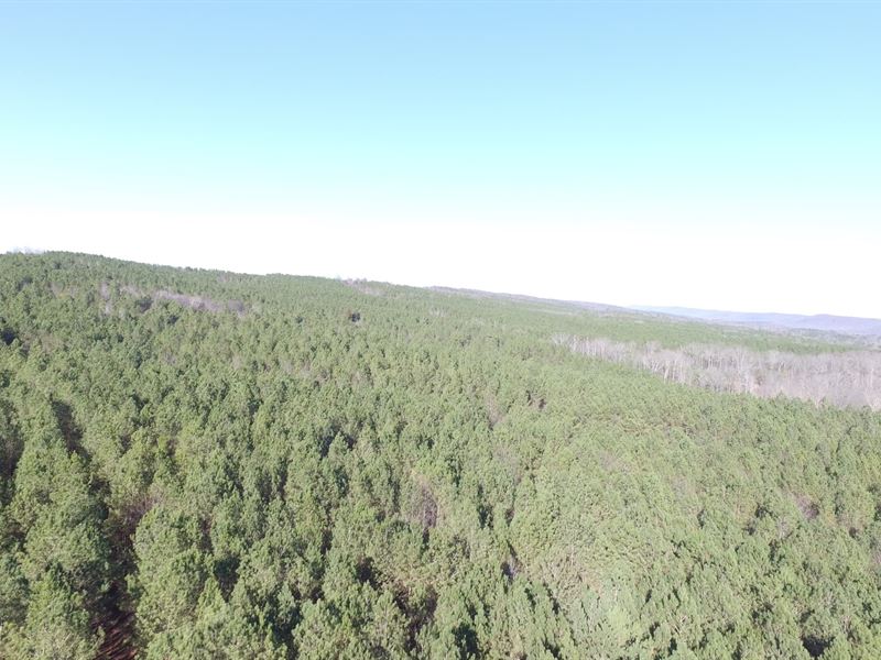 120 Acres in Blount County : Blountsville : Blount County : Alabama