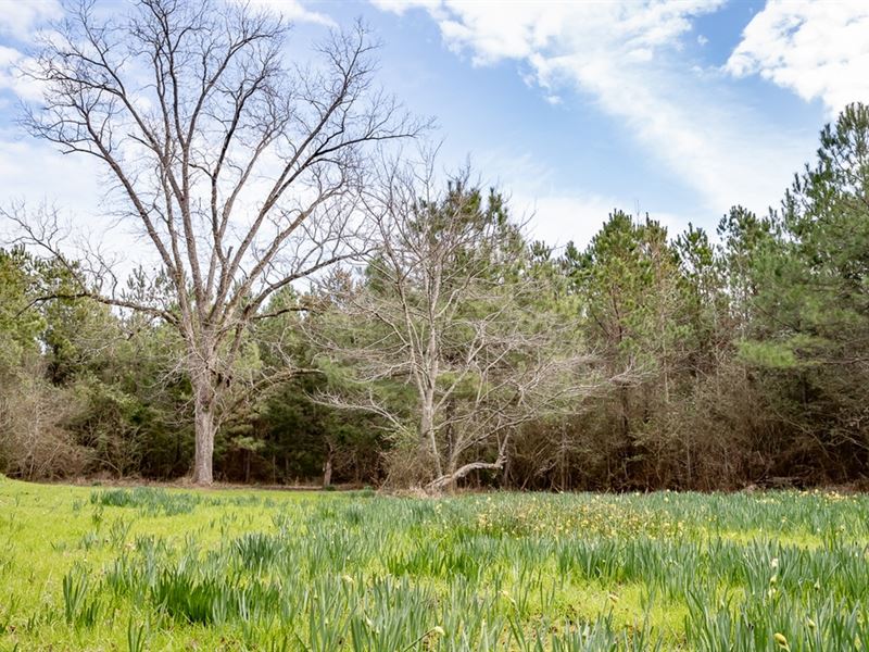 295 Acres Land for Sale Union Paris : Farmerville : Union Parish : Louisiana
