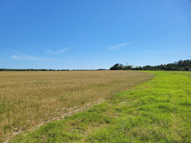 Highlands 88+ Acres : Fort McCoy : Marion County : Florida