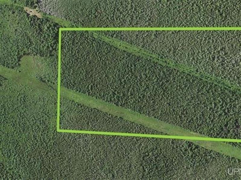 Forested 80 Acres, Wetlands 501014 : Cornell : Marquette County : Michigan
