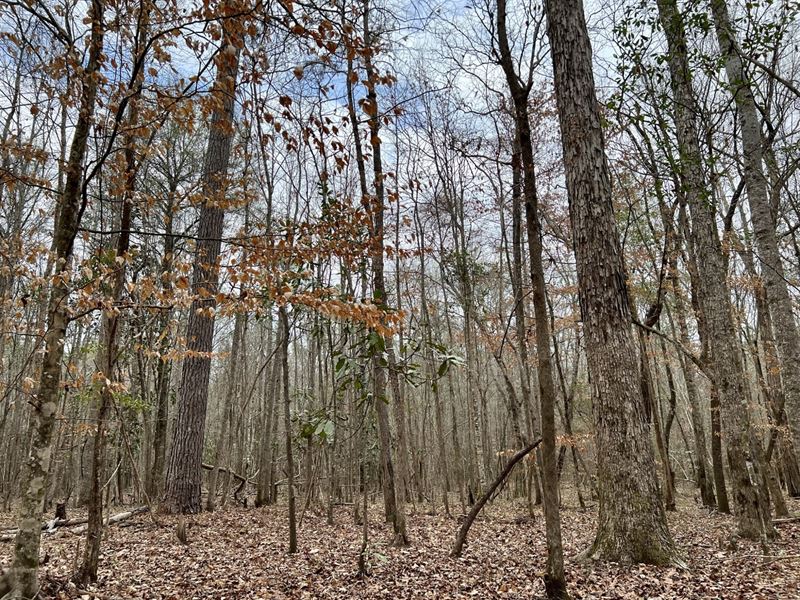 Ivy Creek Road Tract : Rutledge : Crenshaw County : Alabama
