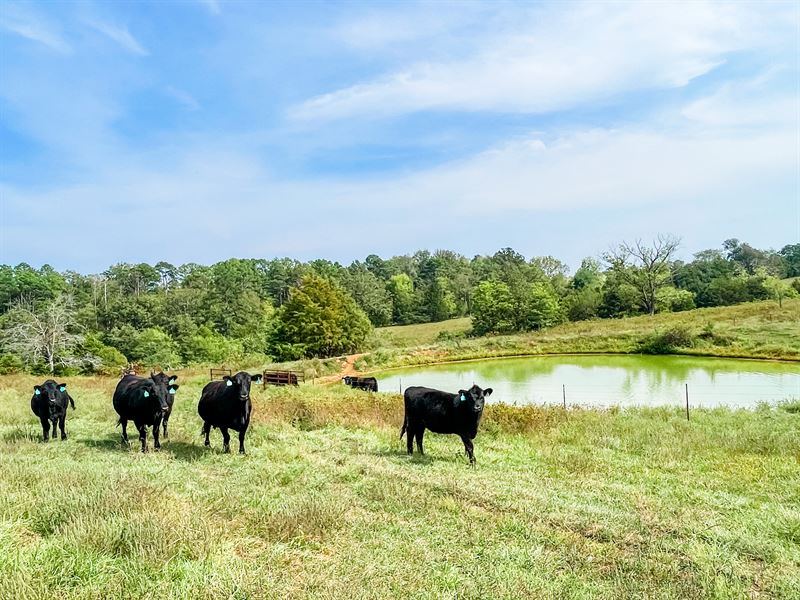 Farm for Sale in Southern Missouri : Mountain Grove : Douglas County : Missouri