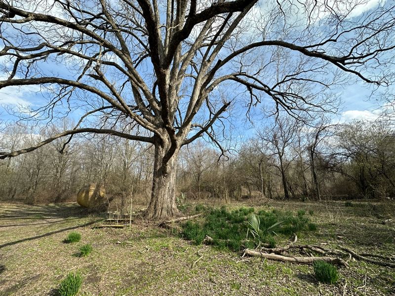 La, West Carroll 80 Acres : Pioneer : West Carroll Parish : Louisiana