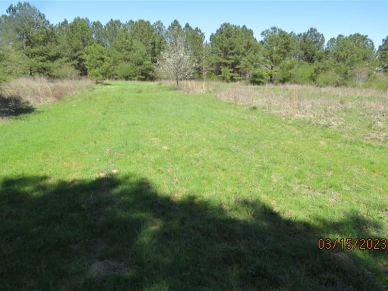 Hunting Land On Panther Branch : Nauvoo : Walker County : Alabama
