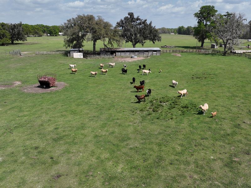 Bradford County Recreation & Cattle : Brooker : Bradford County : Florida