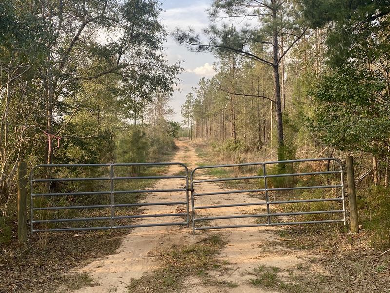Nettles Ridge : Tunnel Springs : Monroe County : Alabama