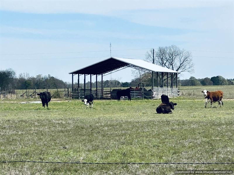 Beautiful Farm Land with Ponds : Morton : Scott County : Mississippi