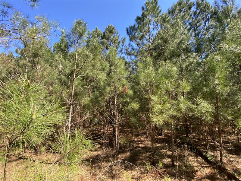 Woodland 87 Acres : Woodland : Randolph County : Alabama