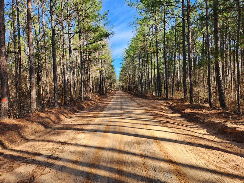 Small Hunting & Timber Tract : Carsonville : Taylor County : Georgia