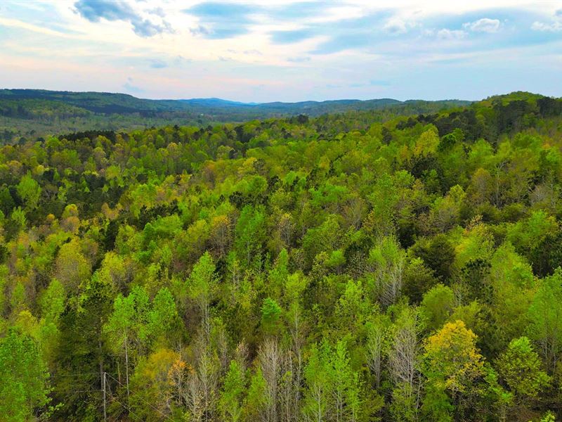 Wooded Lot with Power & Road Access : Ashville : Saint Clair County : Alabama