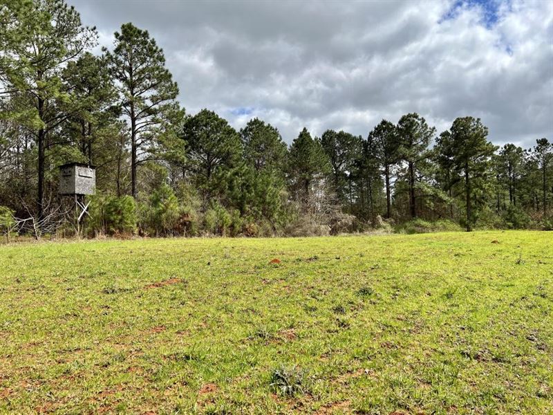 Linden Black Belt Home Site Hunting : Linden : Marengo County : Alabama