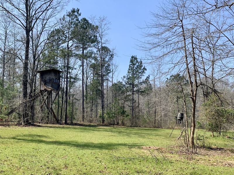 Glazier Road Tract : Senoia : Coweta County : Georgia