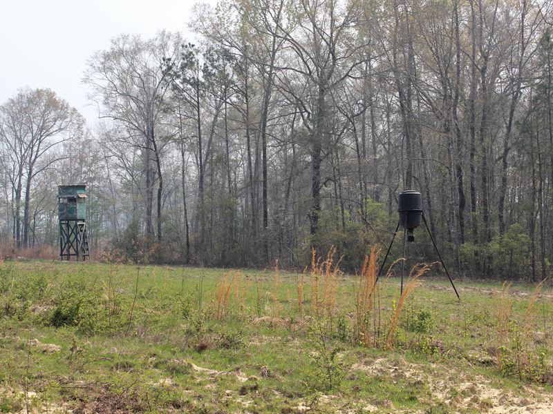 Auburn Hunting and Recreation Land : Tuskegee : Macon County : Alabama