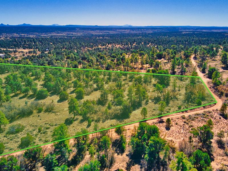 Access & Mature Trees Near Blm Land : Ramah : Cibola County : New Mexico