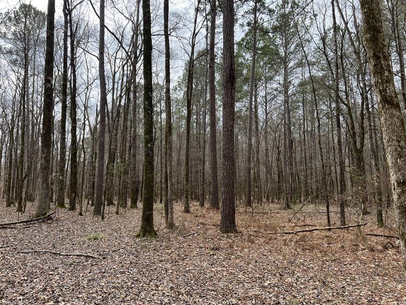 30 Acre Minifarm / Montevallo : Montevallo : Shelby County : Alabama