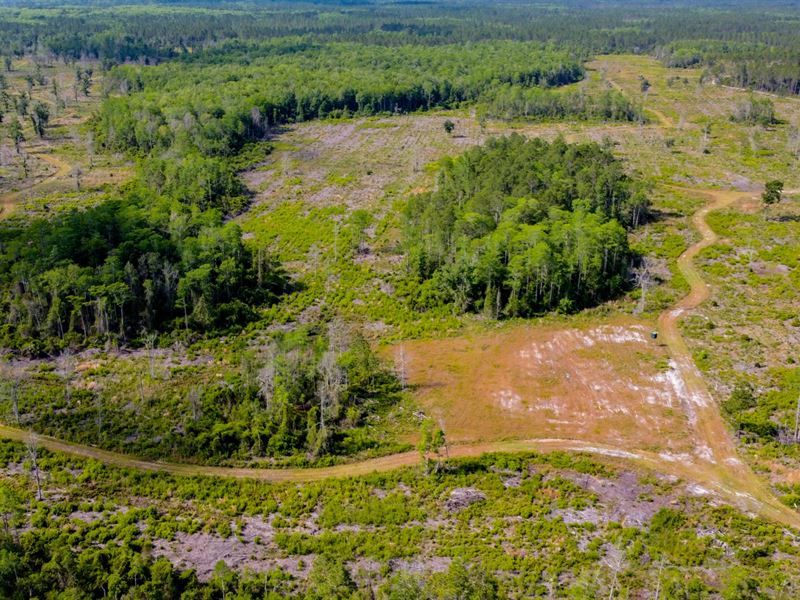 257 Ac Timber & Hunting North FL : Monticello : Jefferson County : Florida
