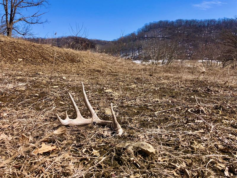57 Acres in Winona County : Winona : Winona County : Minnesota