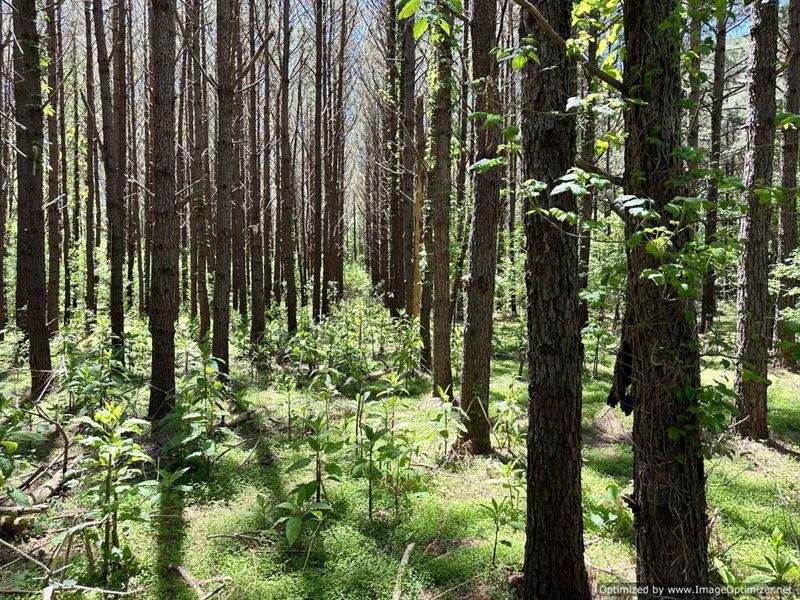 62+/- Acres in Attala County : Kosciusko : Attala County : Mississippi