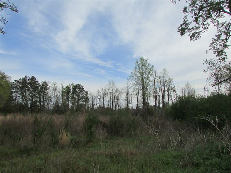 Lamar Bell Branch Tract : Lamar : Darlington County : South Carolina