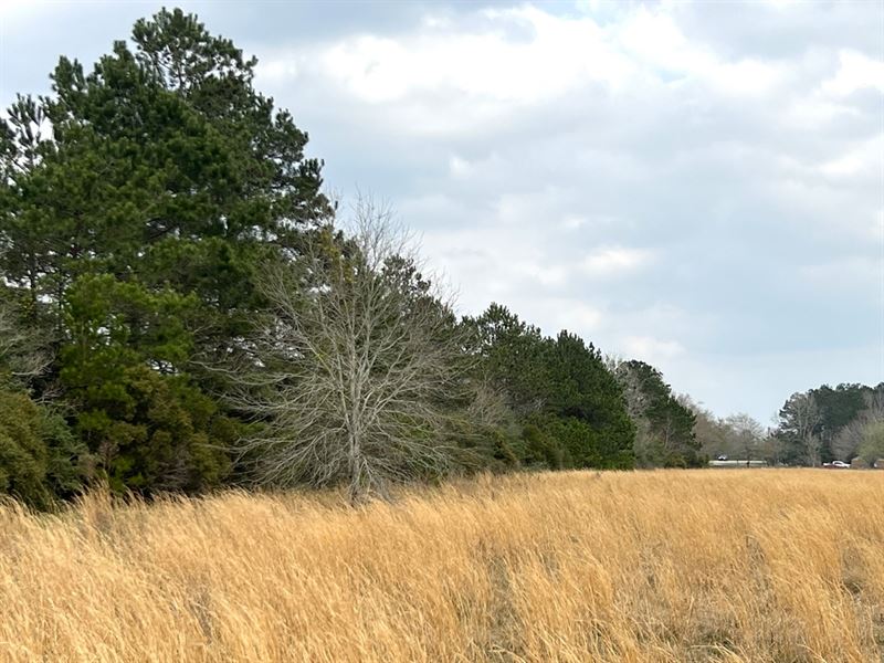Tarkington Prairie 15 : Cleveland : Liberty County : Texas