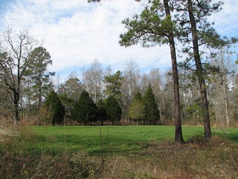111 Acres W/Pond : Metter : Candler County : Georgia