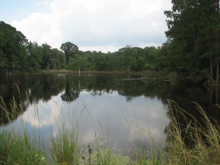 368+/- Acres with 2 Ponds & Creek : Claxton : Evans County : Georgia