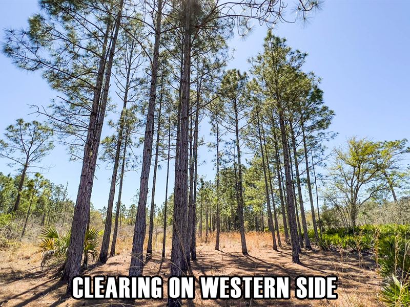 19.5 Acres, Lease or Owner Finance : Cedar Key : Levy County : Florida